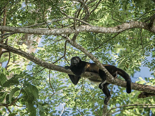 Durch die Regenwaldabholzung verlieren Tiere ihren Lebensraum und die Ausbreitung von Krankheiten auf den Menschen wird wahrscheinlicher. ©Jannis Hagels