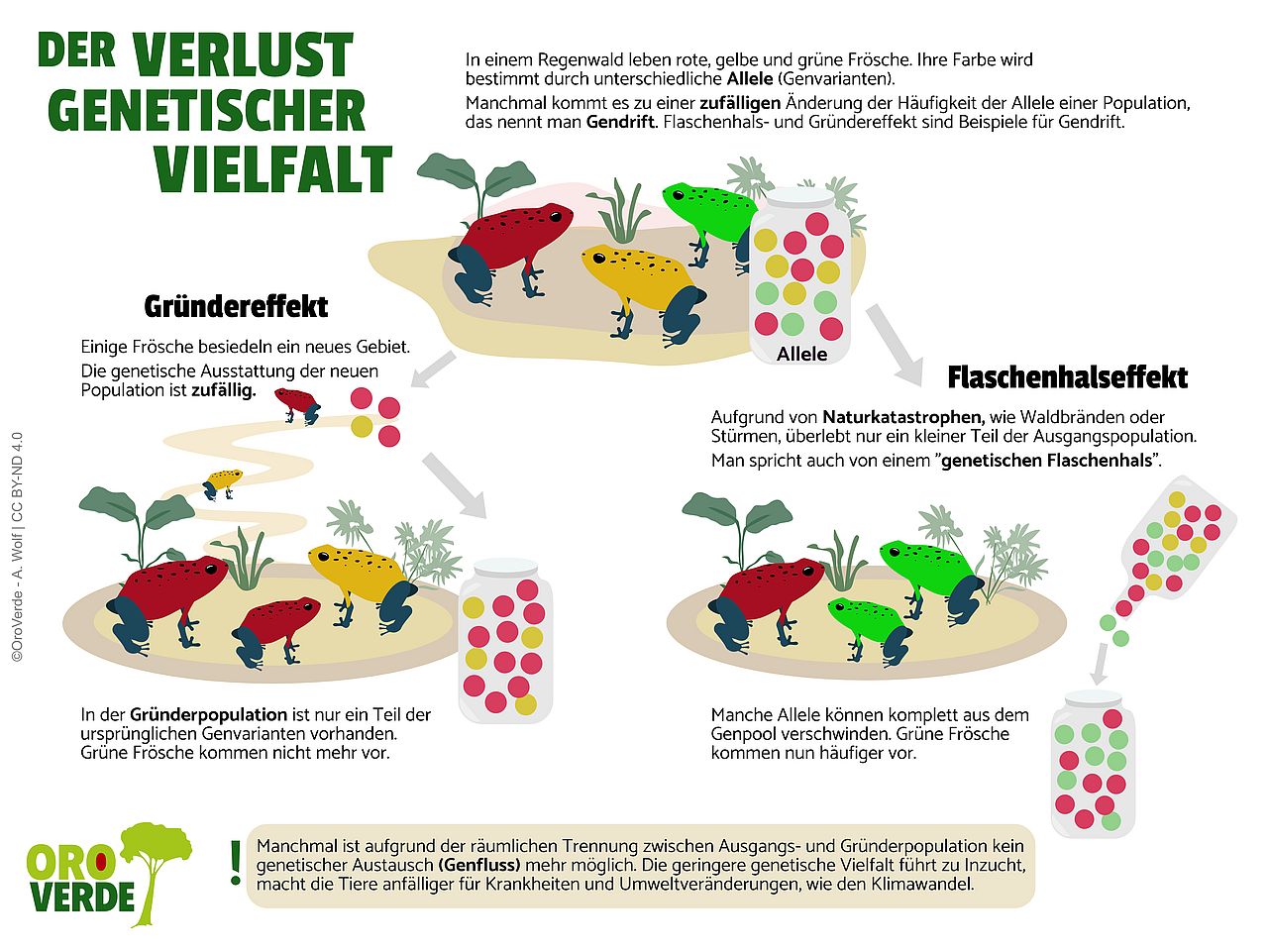 Der Flaschenhalseffekt und der Gründereffekt sind beides Beispiele für Genetische Drift, also die zufällige Änderung der Häufigkeit von Allelen in einer Population.