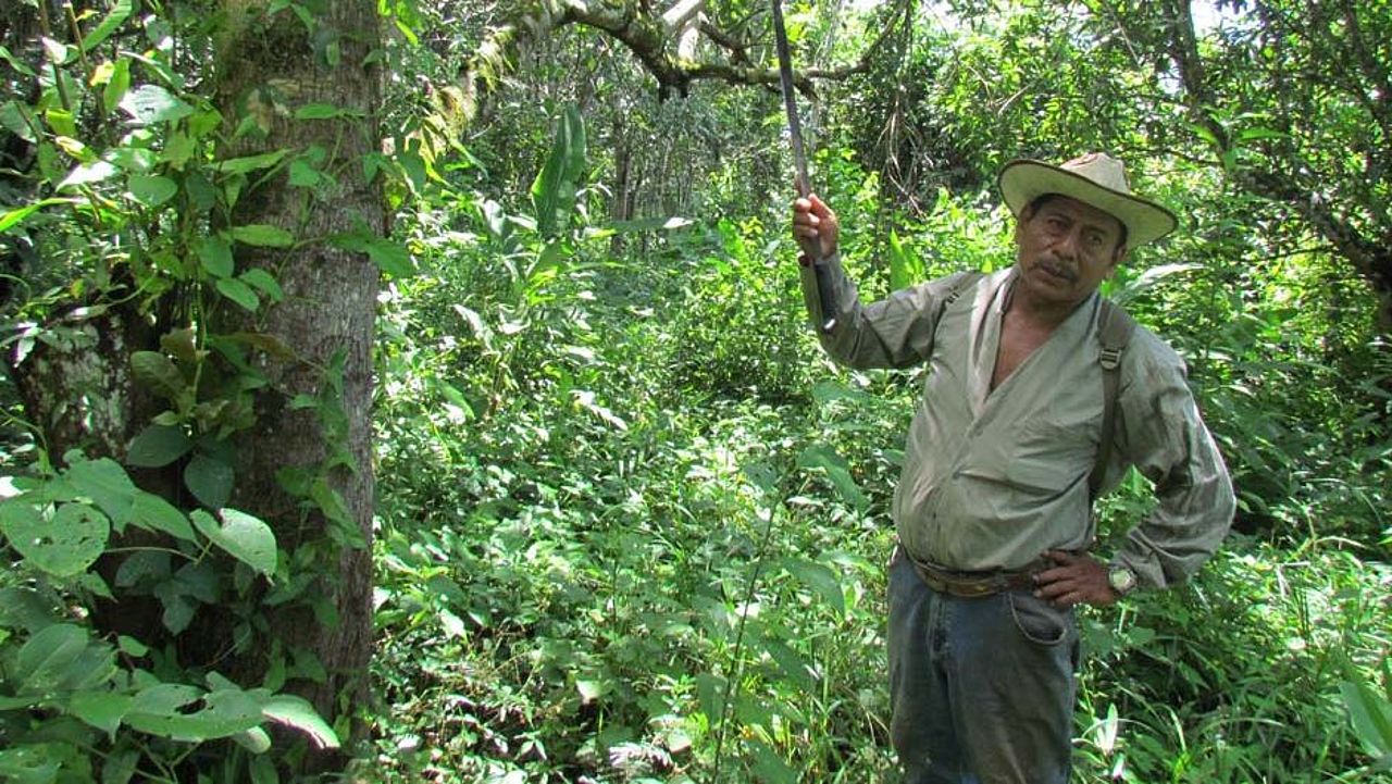 Schutzwald in Guatemala 