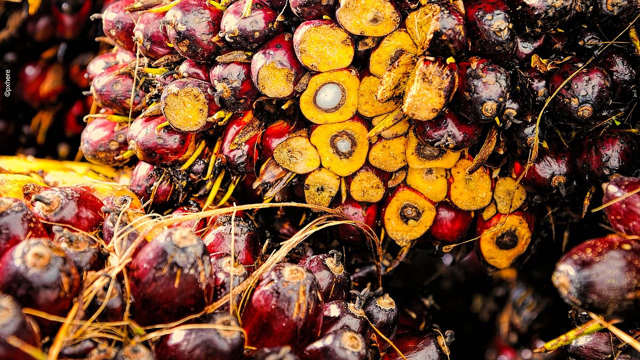 Die Frucht der Ölpalme ist sehr begehrt ©Pxhere