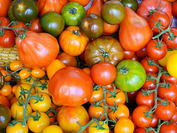 Tomaten gibt es in unterschiedlichen Formen, Farben und Größen, aufgrund unterschiedlicher genetischer Eigenschaften