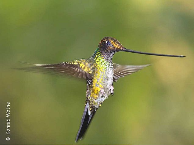Schwirrender Kolibri mit langem Schnabel © Konrad Wothe