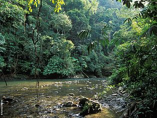 Fluss im Regenwald ©Konrad Wothe