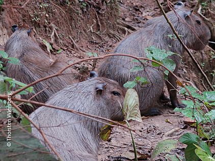 Eine Gruppe der in Amerika beheimateten Capybara hat sich ins Unterholz zurückgezogen. ©Thorsten Wiersberg