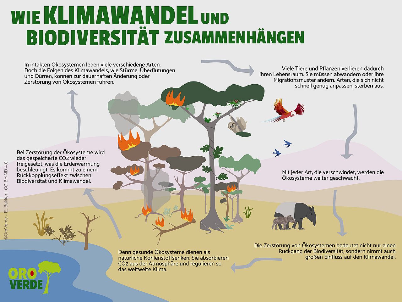 Infografik zu den Zusammenhängen von Klimawandel und Biodiversität ©OroVerde - E. Bakker 