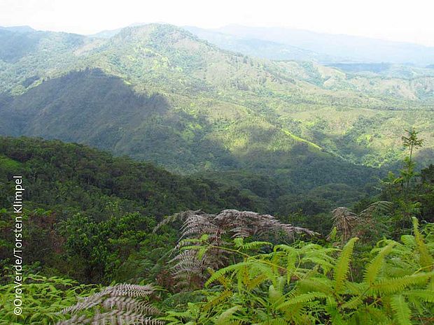 Regenwald in der Dominikanischen Republik ©OroVerde/T.Klimpel