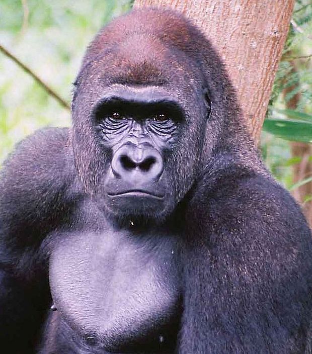 Coltan zerstört den Lebensraum des Gorillas ©OroVerde - E. Mannigel
