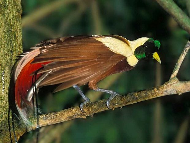 Roter Paradiesvogel ©Konrad Wothe