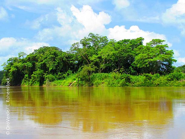 Tropischer Regenwald am Flussufer