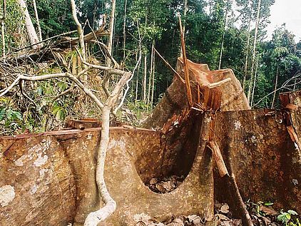 Tropenholz aus den Regenwäldern Indonesiens