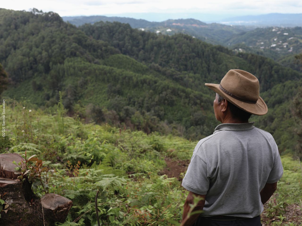 Ein Mann blickt über den Tropenwald 