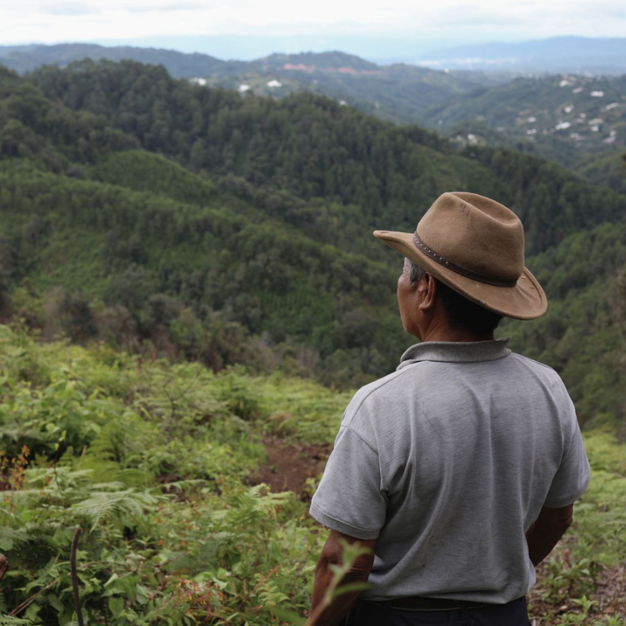 Ein Mann blickt über den Tropenwald