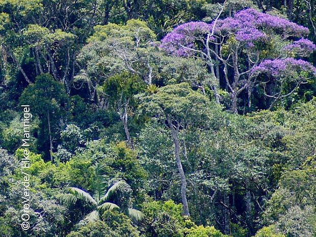Regenwaldschutz vor allem von unberührten Wäldern ist ein wichtiger und essentieller Bestandteil von Klimaschutz