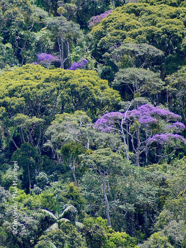 Regenwaldschutz vor allem von unberührten Wäldern ist ein wichtiger und essentieller Bestandteil von Klimaschutz
