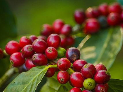 Eine App für entwaldungsfreien Kaffee und Kakao in Mexiko.