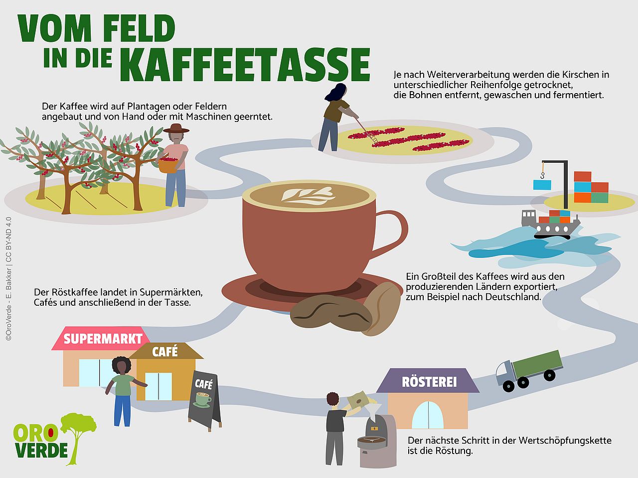 Vom Feld in die Tasse: Infografik zur Wertschöpfungskette Kaffee ©OroVerde - E. Bakker
