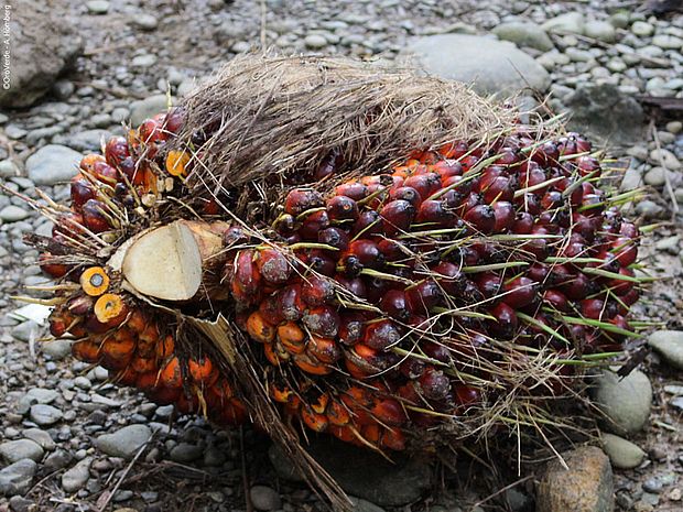 Die Fruchtbündel der Ölpalme liefern die Früchte aus denen das Palmöl für die Biodieselproduktion gewonnen wird. ©OroVerde - A. Hömberg