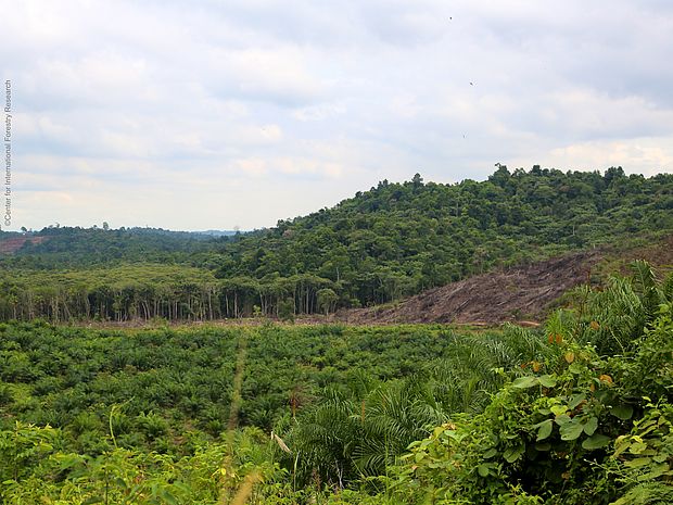 Palmölplantagen fressen sich in den Regenwald hinein. ©Center for International Forestry Research
