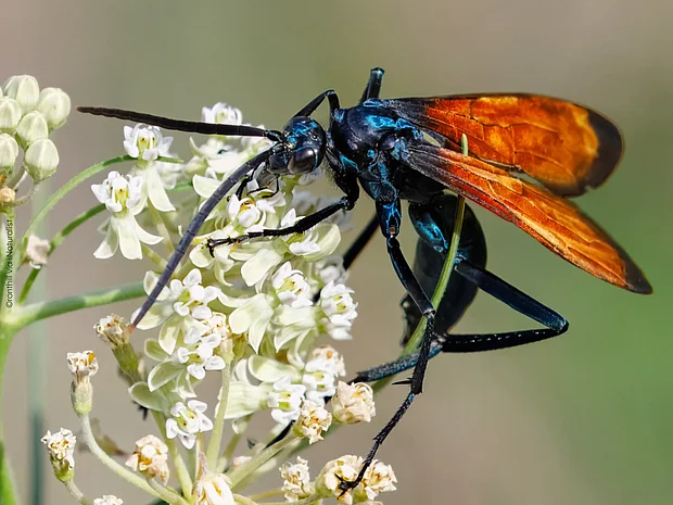 Eine wunderschöne elegante langbeinige schwarzblau glänzende Wespe mit bernsteinfarbeinen Flügeln sitzt auf einer weißen Blüte und holt sich leckeren Pollen.