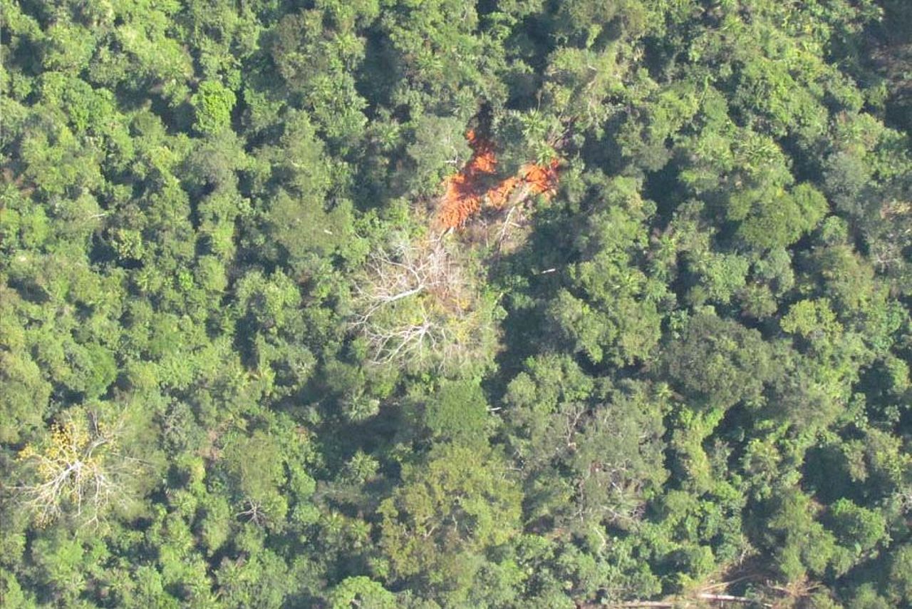 Selektive Entnahme von tropischen Bäumen im Regenwald. Der selektive Holzeinschlag ist nicht immer nachhaltig.