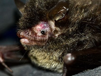 die neu endeckte Art Myotis himalaicus