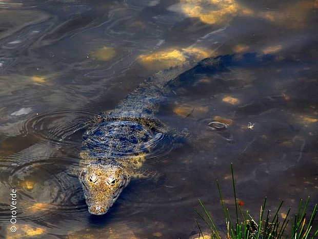 Ein Krokodil in seinem Revier ©OroVerde