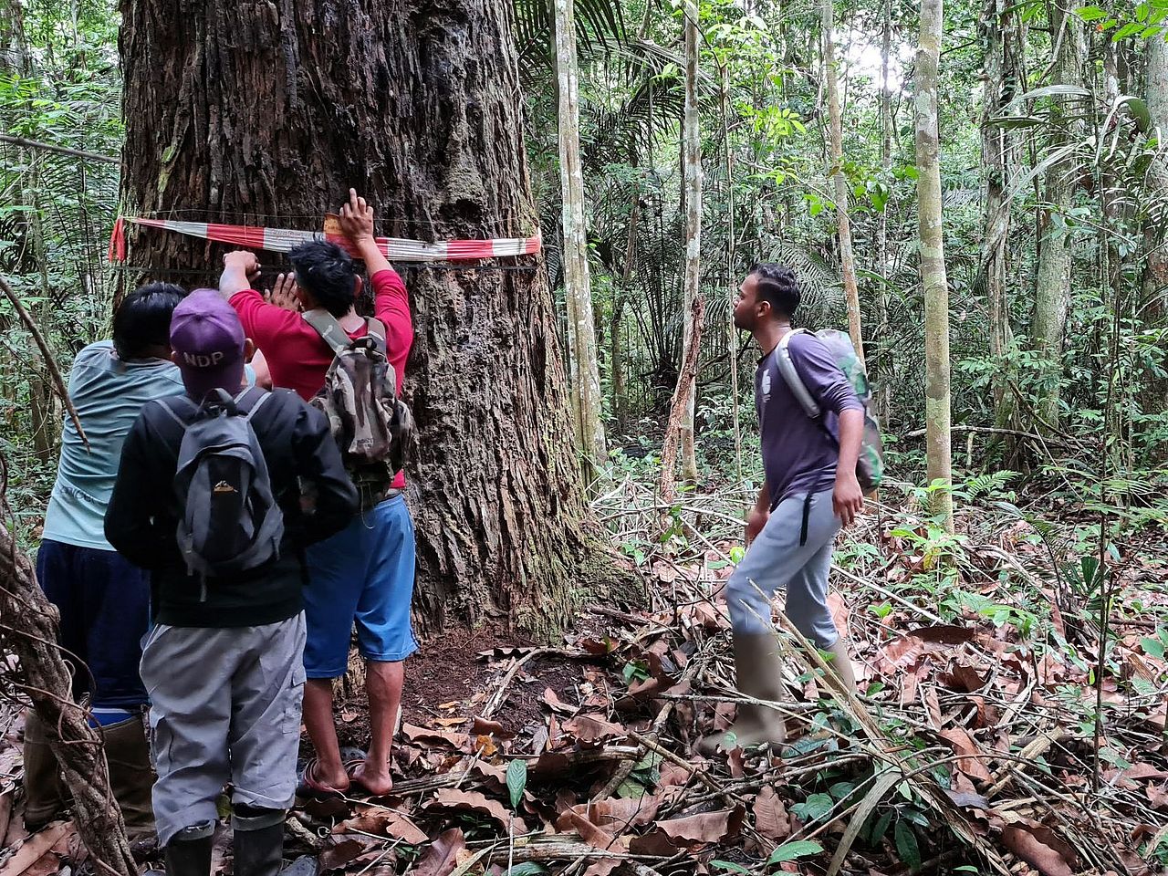 Monitoring-Team Alapadu bei der Arbeit im Regenwald© Conservation International Suriname)