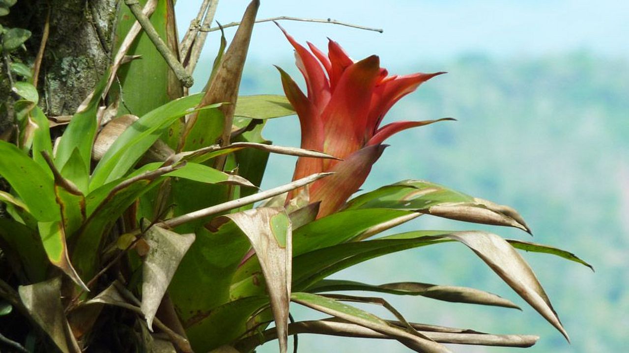 Bromelien gibt es viele in Venezuela 