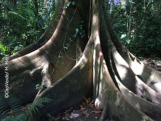Brettwurzeln in Tambopata, Peru 