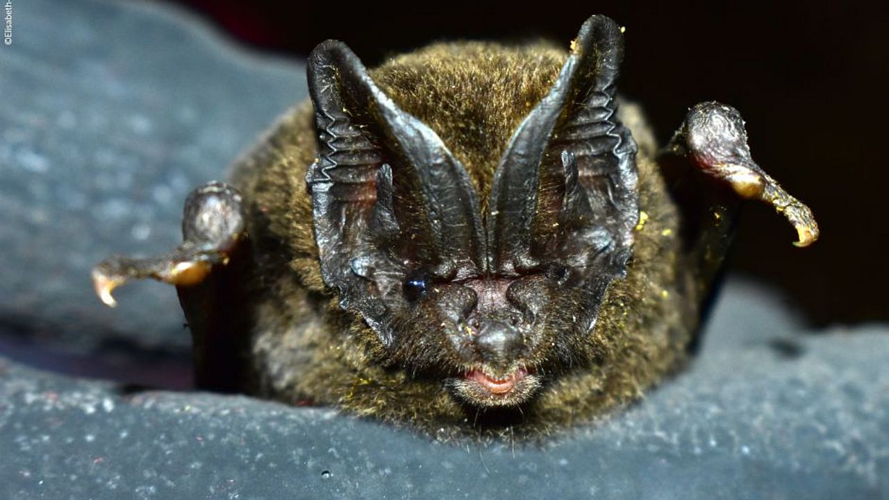 Fledermäuse im Himalaya: barbastella darjelingensis