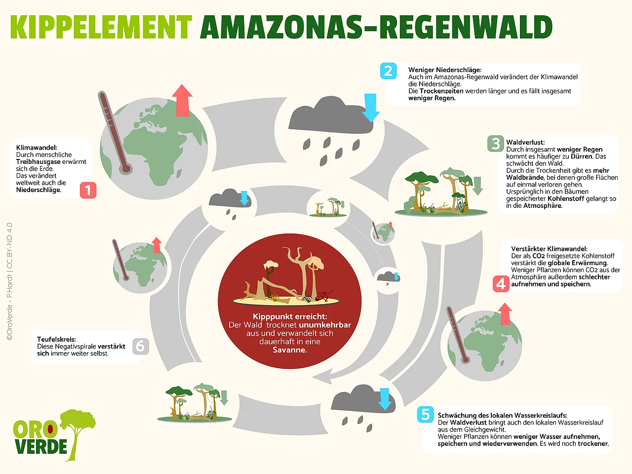 Als Eskalationsspirale dargestellt: Steigende Temperaturen durch Treibhausgasesmissionen verändern auch im Amazonas-Regenwald  die Niederschläge. Mehr Trockenheit führt zu erhöhtem Waldsterben, was wiederum den Klimawandel verstärkt. Es entsteht ein Teufelskreis, der schließlich im Kippen des Regenwaldes endet. Der Amazonas-Regenwald trocknet unumkehrbar aus und verwandelt sich dauerhaft in eine Savanne. 