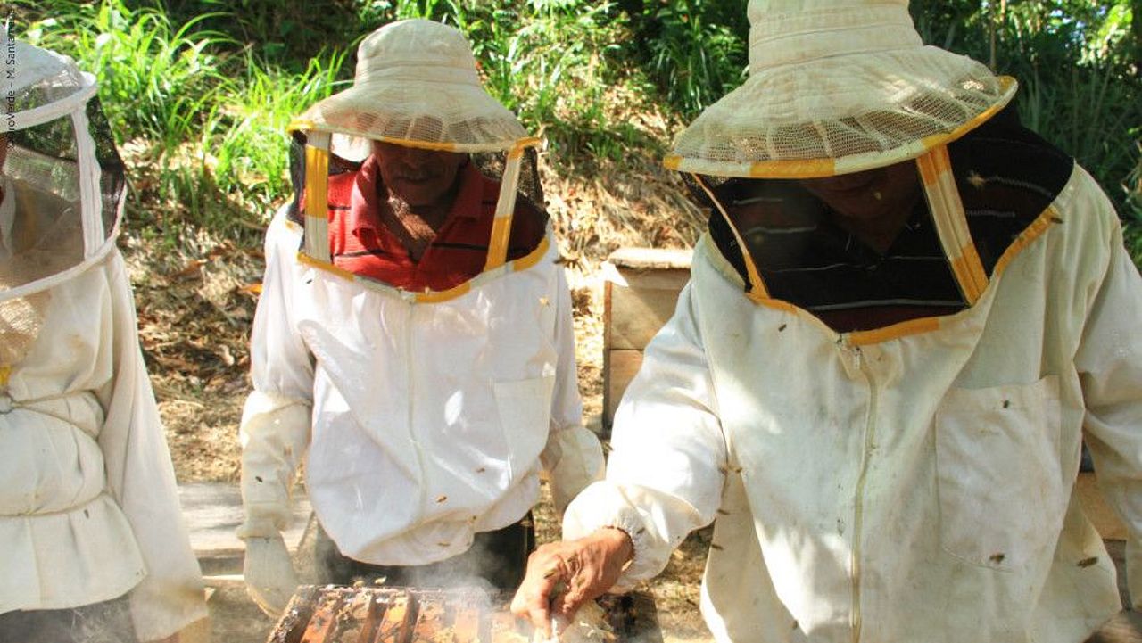  Regenwald-Imkerei schafft ein nachhaltiges Einkommen mit leckerem Honig ©OroVerde – M. Santamaria