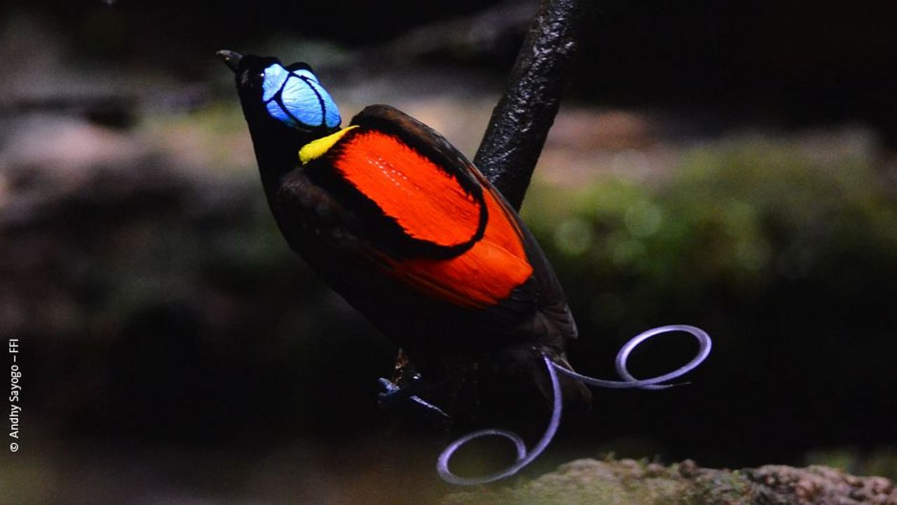 Blauer Paradiesvogel: Einige Ergebnisse der Biodiversitätsaufnahme ©Andhy Sayogo – FFI