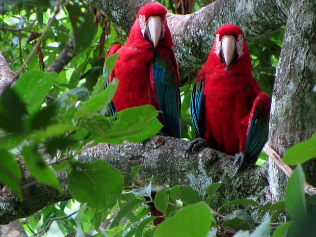 Ein Papageipärchen im südamerikanischen Regenwald ©Özi's Comix Studio