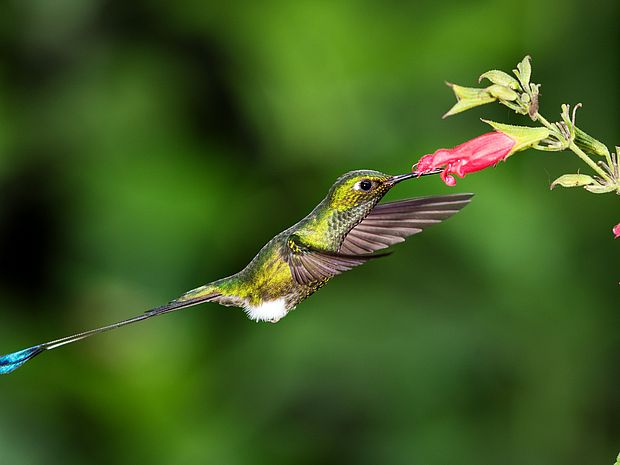 Ein Kolibri an einer Blüte auf der Suche nach Nektar ©Konrad Wothe