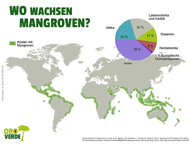 Die Mangroven Karte zeigt, dass Mangroven rund um den Äquator an den tropischen und subtropischen Küsten wachsen. Der größte Mangrovenbestand liegt in Asien, Afrika und Lateinamerika & Karibik. ©OroVerde nach Giri et al. (2011) / Illustration: Özi´s Comix Studio