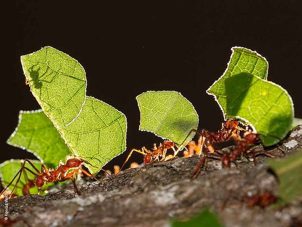 Ameisen mit Blättern © Konrad Wothe