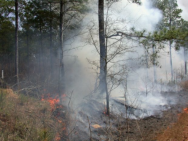 Waldstück auf dem eine Brandrodung stattfindet