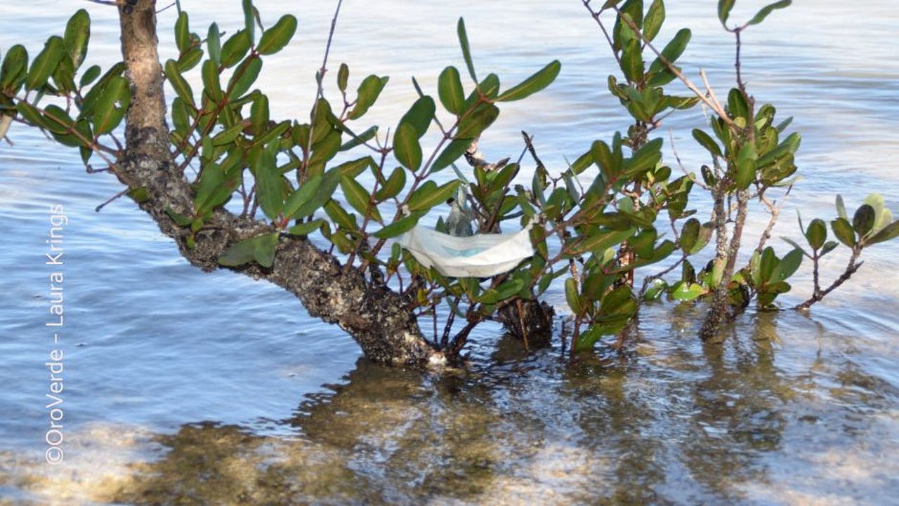 Coronamaske in Mangrove ©Oroverde – L. Krings