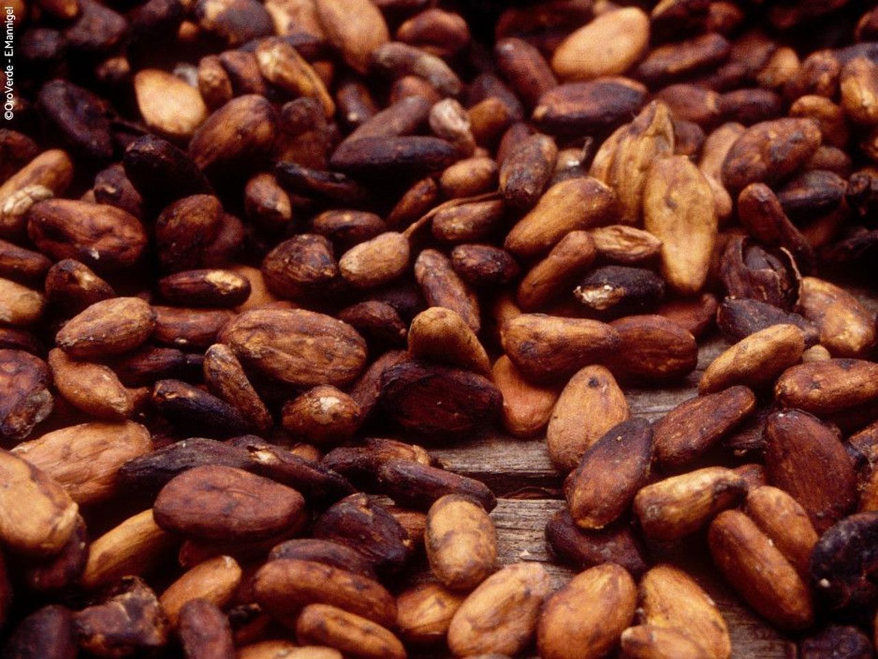 Kakaobohnen beim Trocknen ©OroVerde – E. Mannigel