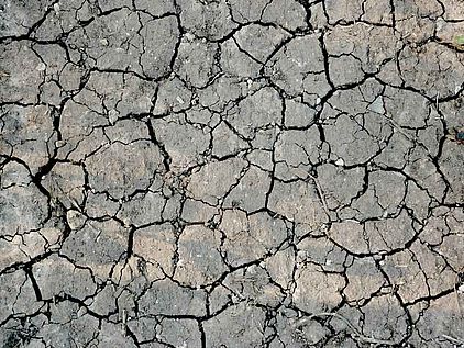 Regenwald und Klimawandel: Ausgetrocknete Böden können die Folge sein © OroVerde-Elke Mannigel