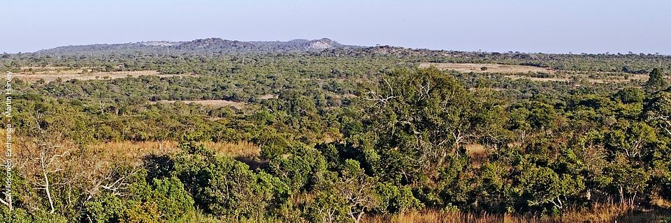 Weitblick auf den afrikanischen Miombo-Trockenwald