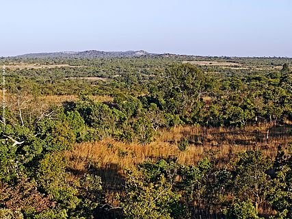 Weitblick auf den afrikanischen Miombo-Trockenwald