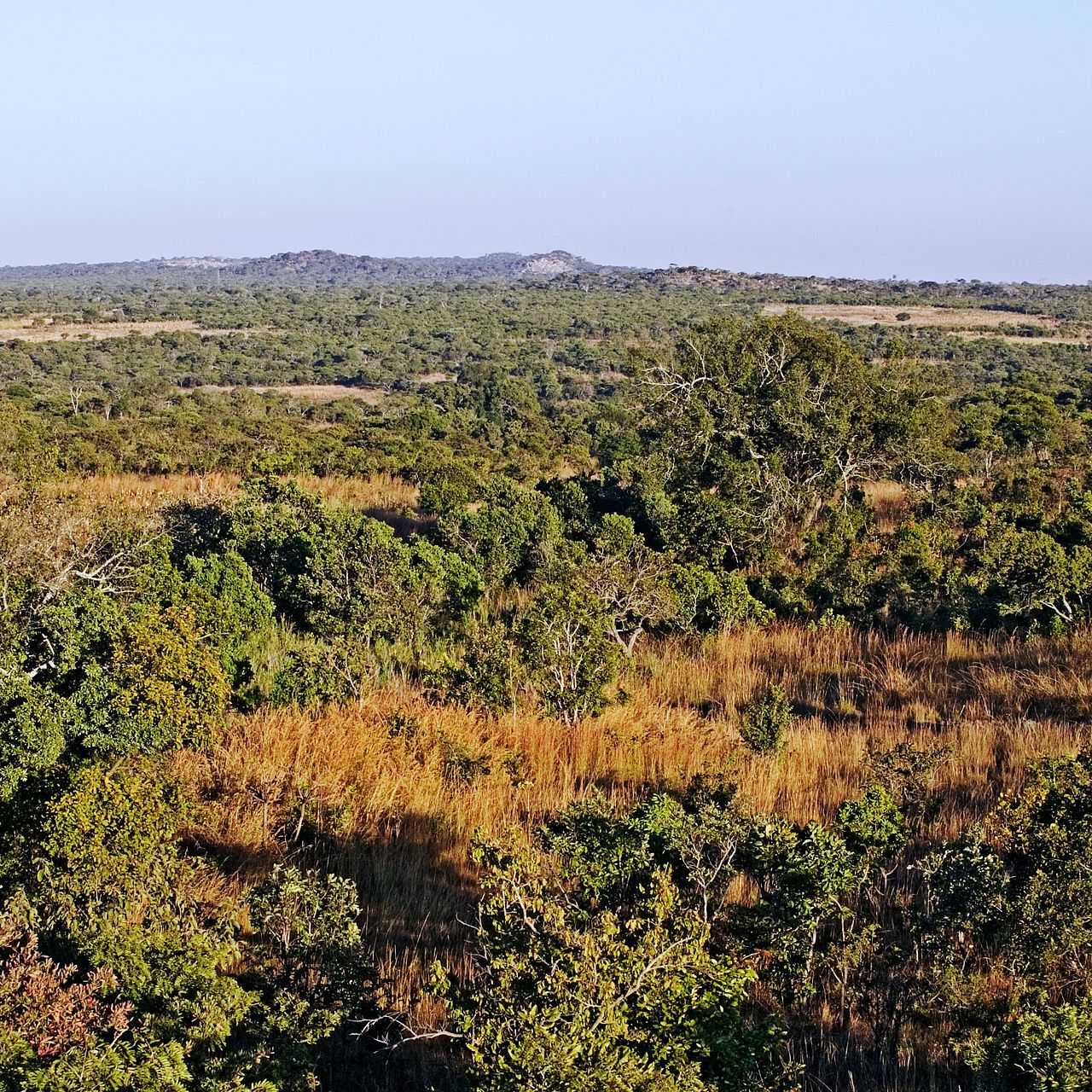 Tropischer Trockenwald ©Wildscreen Exchange Tropischer Trockenwald