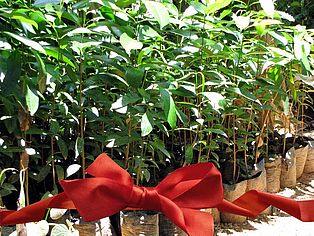 Regenwald-Aktionen: Pflanzen mit Geburtstagsschleife © OroVerde