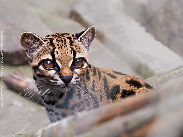 Das Gesicht der Leopardus tilcayo