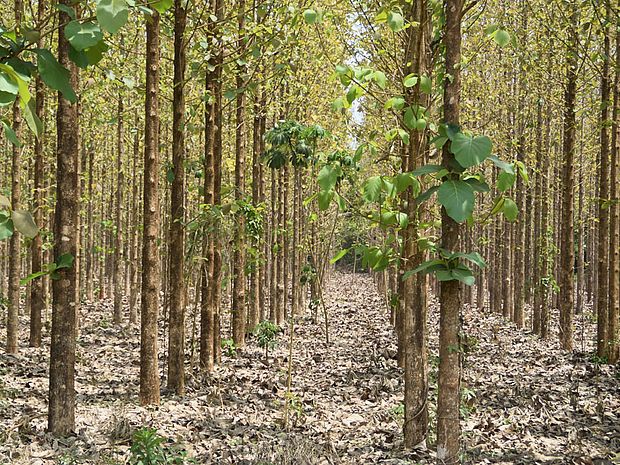 Auf Monokultur-Plantagen wächst i.d.R. nur eine Spezies.