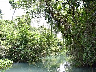Fluss in Ecuador