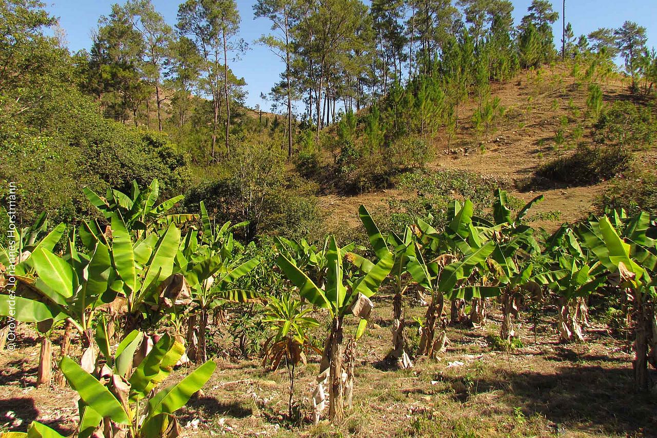 Durch angepasste Anbaumethoden soll die Anfälligkeit der kleinbäuerlichen Landwirtschaft für negative Auswirkungen des Klimawandels reduziert werden. Denn Monokulturen und stark entwaldete Gebiete oft besonders anfällig und fragil. ©OroVerde