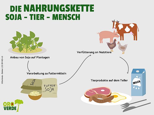 Nahrungskette Soja, Tier, Mensch im Schaubild. ©OroVerde - E.Bakker 